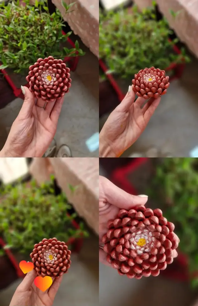 جا عودی 